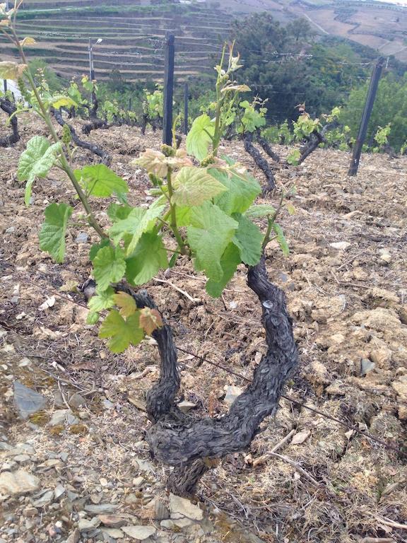 Quinta Dos Espinheiros Villa Provesende Rom bilde